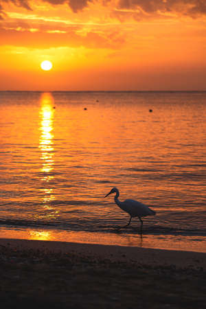 Bubulcus ibis bird walking by the sea in sunrise light. Beautiful natureの写真素材
