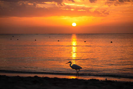 Bubulcus ibis bird walking by the sea in sunrise light. Beautiful natureの写真素材