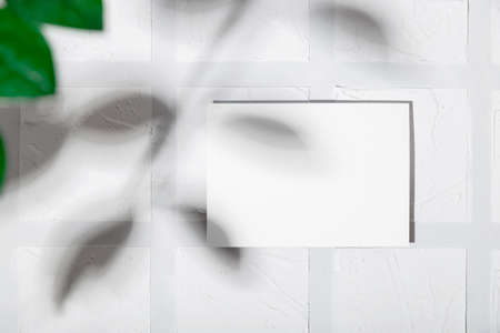 Postcard mockup on white table with plant shadows. Card mock up.の写真素材
