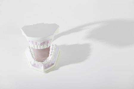 Model of jaws with white teeth on white background with shadow.