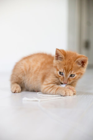 Small red kitten plays with rope in bright apartment.