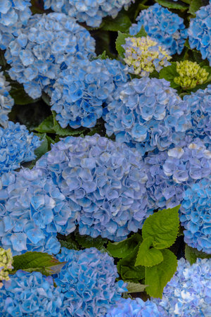 Blue hydrangea background with flowers and green leaves.