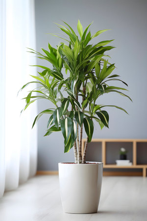 Dracaena plant in a pot in home interior. Concept of caring for houseplants. AI generatedの素材
