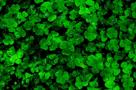 Emerald clover leafs after rain.