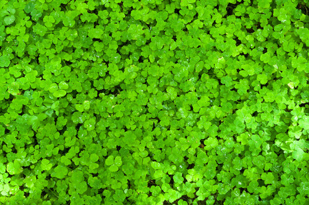 Fresh clover leafs covered with morning dew.の写真素材