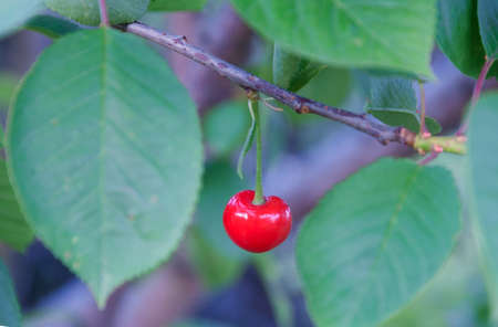 Red cherry hanging on the branch among green leafsの写真素材