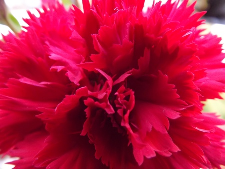 Red Flowerの写真素材
