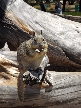 Squirrel Having a Snackの写真素材
