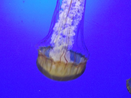 Jelly FIshの写真素材