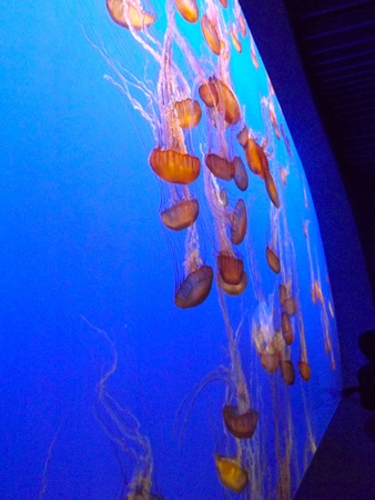 Group of Jelly FIshの写真素材