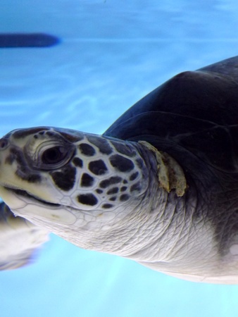 Sea Turtle の写真素材