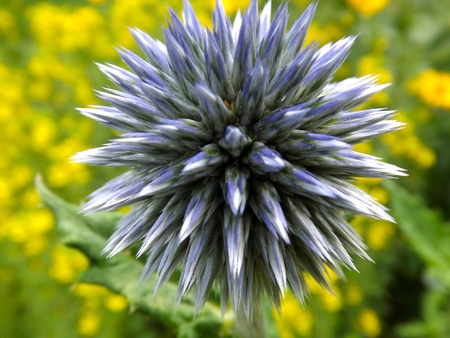 Spike Flowerの写真素材