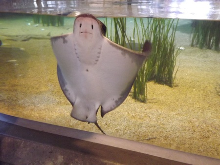 Sting Rayの写真素材