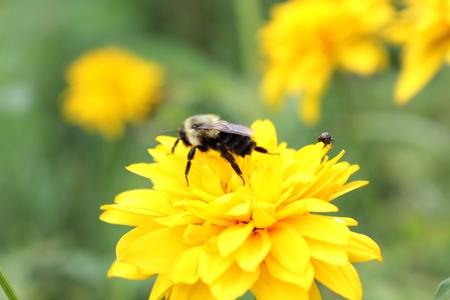 Bee on Flowerの写真素材