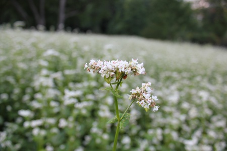 Close Up white Flowerの写真素材