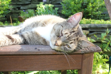 Sleeping Cat In Sunの写真素材