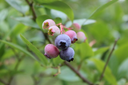 Blueberries Growing on Bushの写真素材