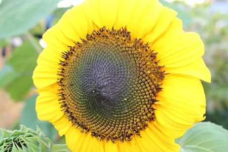 Sun Flower Macro CLose Upの写真素材