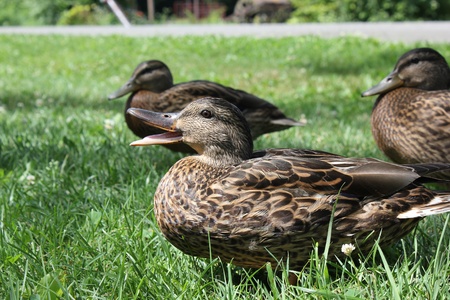Duck with open Beak の写真素材