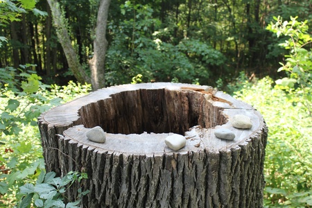 Hollow Tree Stumpの写真素材