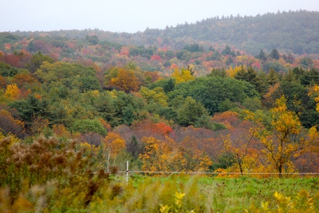 Autumn Trees in Vermont with Beautiful Foliage の写真素材