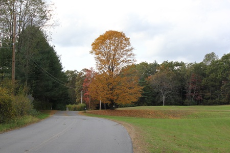 Orange Tree in Vermont during Fallの写真素材