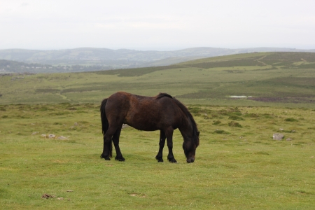 Horse Grazing in Dartmoor Englandの写真素材