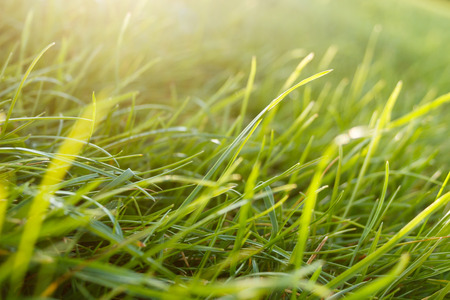 Fresh green grass. Closeupの写真素材