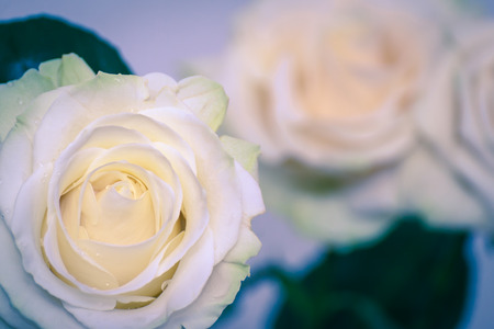 Beautiful white rose flower head. The best gift for a dearly loved one. Close up of a white rose. Soft focused.の写真素材