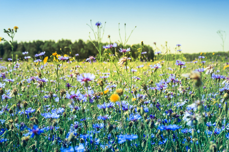 Field of Cornflowers and Other Wildflowers in Summertimeの写真素材