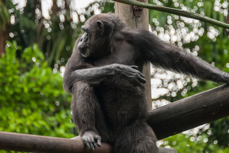 Thoughtful chimpの写真素材