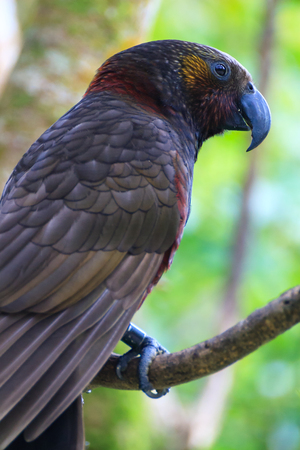Portrait of New Zealand parrot Kakaの写真素材