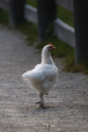 White hen walking in the farm yardの写真素材