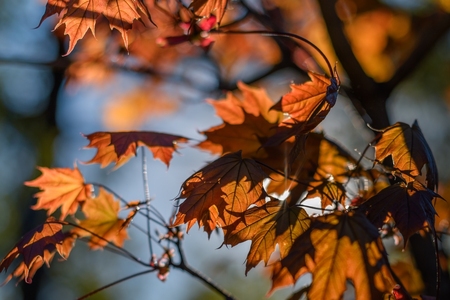 Acer rubrum, the red maple, also known as swamp, water or soft maple.の写真素材