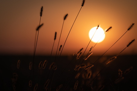 Close-up of Blooming Autumn Grass in Sunset Lightの写真素材