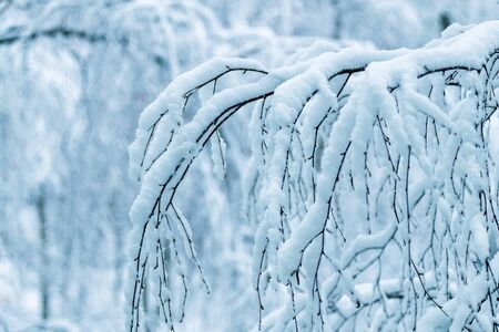 Newly-Fallen Snow Completely Covers Tree Branches in the Parkの写真素材