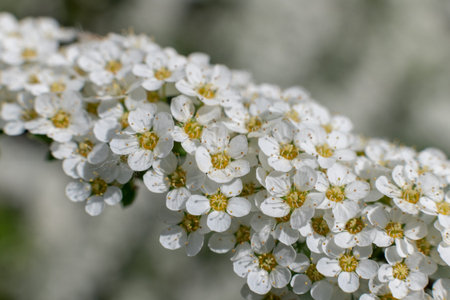 Clusters of small white flowers and buds of spiraea, Grefsheim variety on bush close-up in selective...