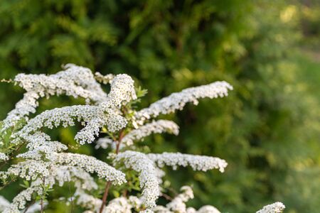 Clusters of small white flowers and buds of spiraea, Grefsheim variety on bush close-up in selective focus, background. Gray Spirea is resistant to pests and diseasesの写真素材