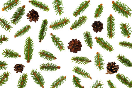 Flat lay composition with fir branches and small  pine cones on white backgroundの写真素材