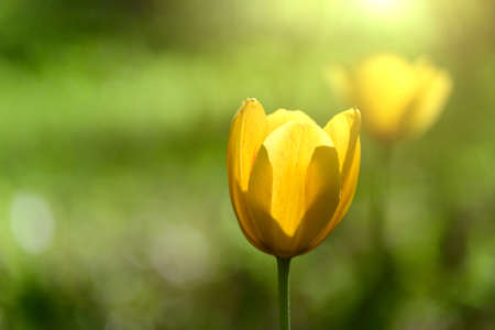 Yellow tulips in the glare of the evening sun on a green forest backgroundの写真素材