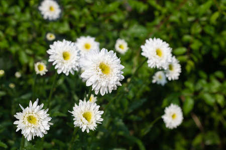 Group of white daisies on the lawn after summer rainの写真素材
