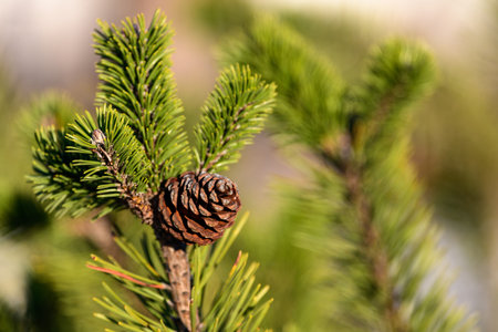 Bright green pine branch with a cone