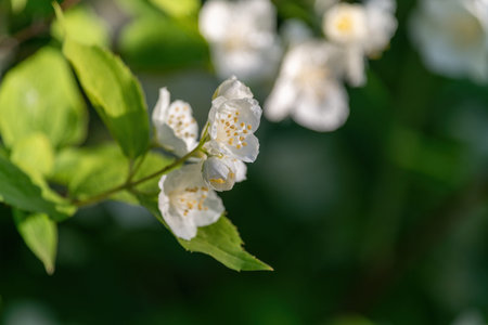 White flowers of jasmine. The branch delicate spring flowers.の写真素材