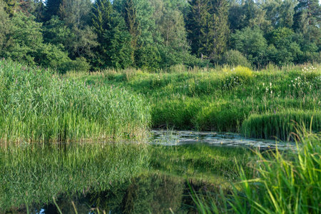 Reflection of trees and grass in a small lake in the forestの写真素材