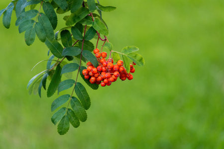 Bunch of rowan berries on green grass background, shallow depth of fieldの写真素材