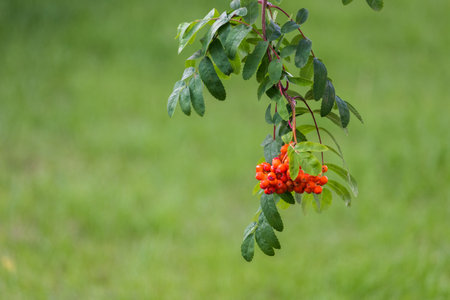 Rowan branch with red berries and green leaves on blurred green backgroundの写真素材