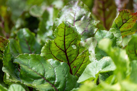 Beet leaves in the garden, selective focus, shallow DOF.の写真素材