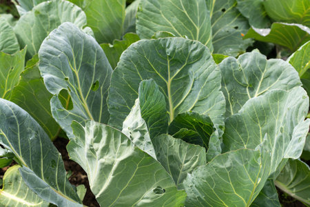 Cabbage growing in the vegetable garden, closeup of cabbage leavesの写真素材