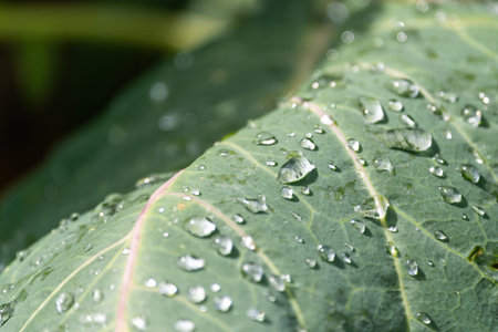 Water droplets on the leaves of cabbage, closeup of photoの写真素材