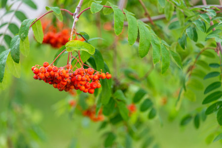 Bunch of red rowan berries on a tree branch in autumnの写真素材